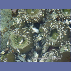 2003_2613_Wiebe_Island_Barkley_Sound.html