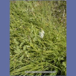 1999_285_Windham_Bay.html
